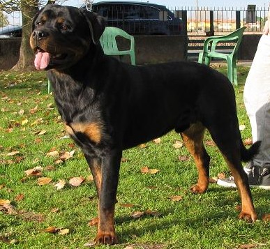 FLEO Roccia Nera